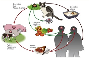toxoplasmose