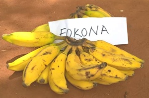 banane togo