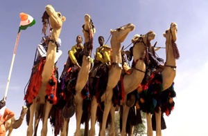 dromadaire niger
