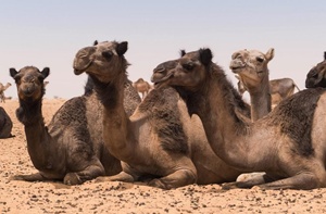 Camel_Tchad